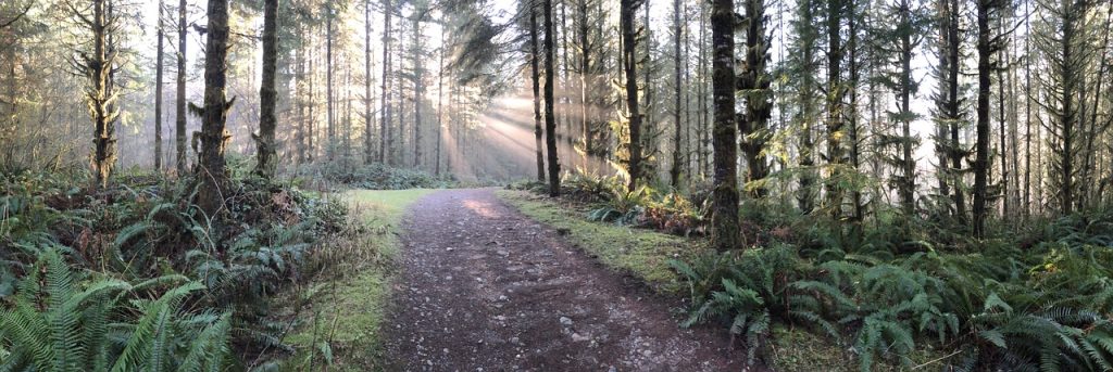 Golden sunlight filters through tall conifers. An unpaved trail leads through the forest.